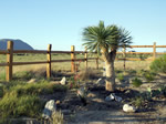 black rock desert flora